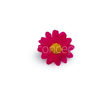 Fuchsia Pink Daisy Flowers Fuchsia Pink Daisy Flowers