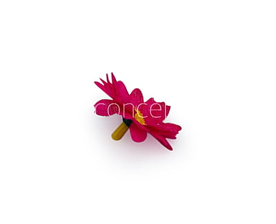 Fuchsia Pink Daisy Flowers Fuchsia Pink Daisy Flowers