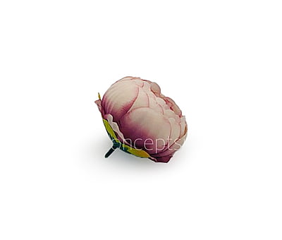 Peony - Blush with hints of Burgundy Peony - Blush with hints of Burgundy