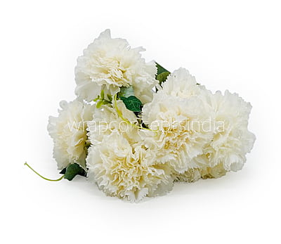 Carnation Bunch Tall Carnation Bunch Tall