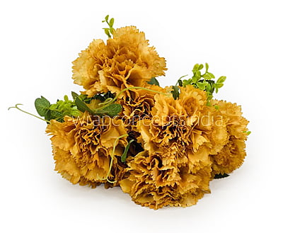 Carnation Bunch Tall Carnation Bunch Tall