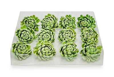 Soft Green Sola Wood Lillian