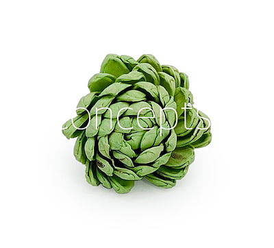Soft Green Sola Wood Lillian Soft Green Sola Wood Lillian