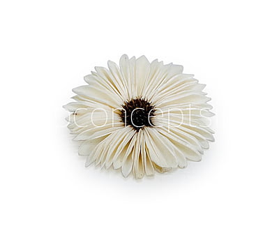 Natural Sola Wood Gerberas Natural Sola Wood Gerberas