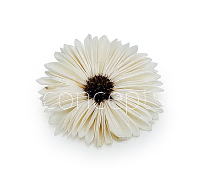 Natural Sola Wood Gerberas Natural Sola Wood Gerberas