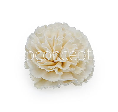 Natural Sola Wood Carnation Natural Sola Wood Carnation