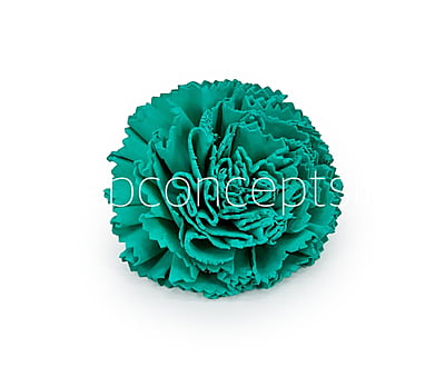 Cyan Sola Wood Carnation Cyan Sola Wood Carnation