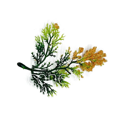 Green Fern Leaves with Papaya Edges Green Fern Leaves with Papaya Edges