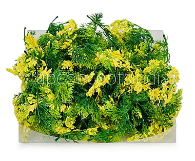 Green Fern Leaves with Yellow Edges