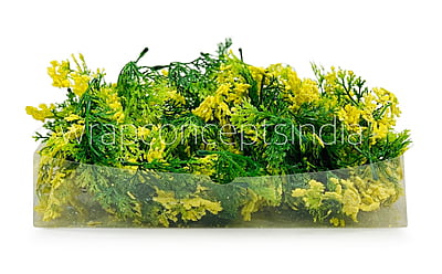 Green Fern Leaves with Yellow Edges