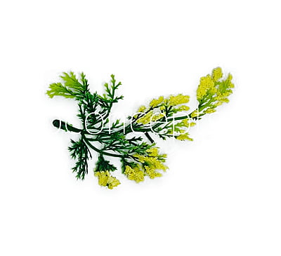 Green Fern Leaves with Yellow Edges