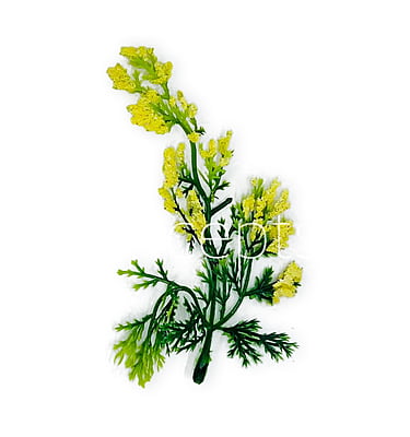 Green Fern Leaves with Yellow Edges