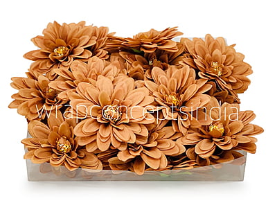 Cherry Wood Dahlias Cherry Wood Dahlias