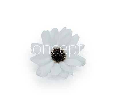 Sun Flowers - white