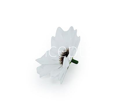 Sun Flowers - white