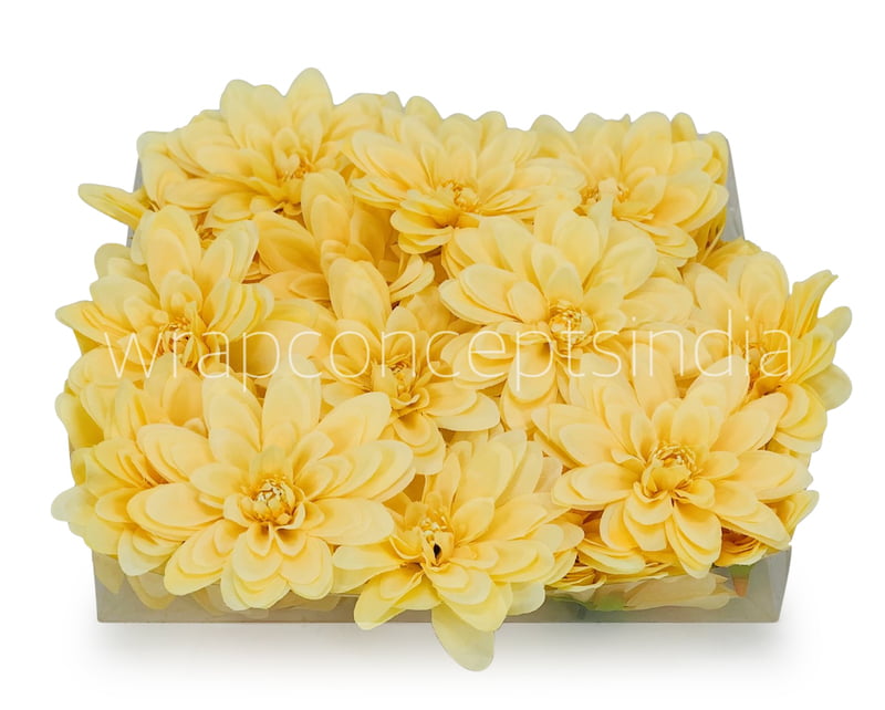 Corn Dahlias