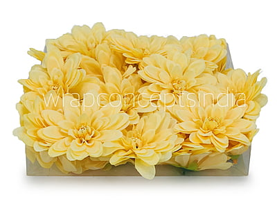 Corn Dahlias