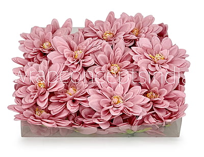 Rose Quartz Dahlias