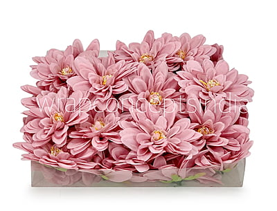Rose Quartz Dahlias Rose Quartz Dahlias
