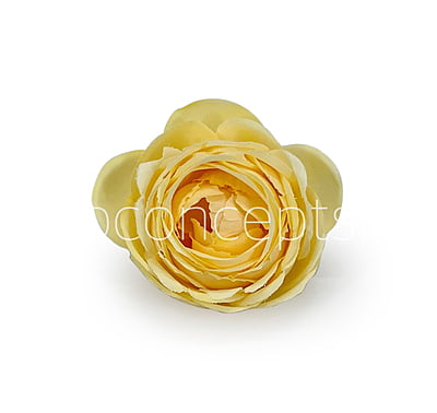 Canary Yellow Peony Canary Yellow Peony