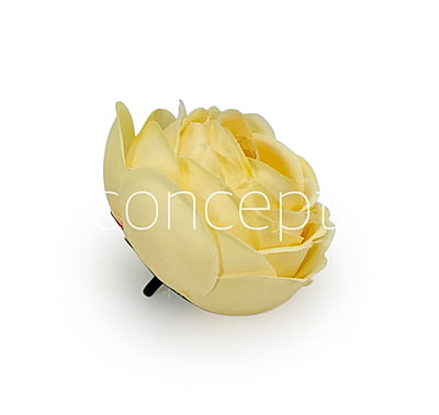 Canary Yellow Peony Canary Yellow Peony