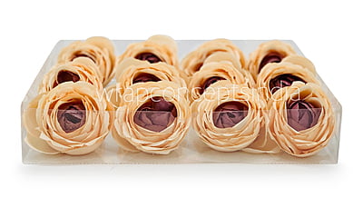 Apricot with hints of Burgundy Peony Apricot with hints of Burgundy Peony