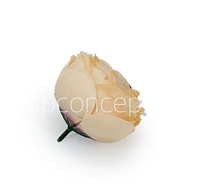 Apricot with hints of Burgundy Peony Apricot with hints of Burgundy Peony