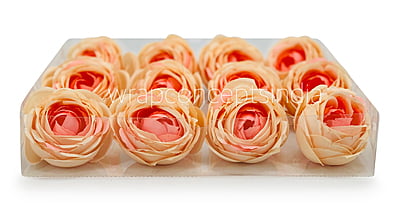 Peach Shaded Peony
