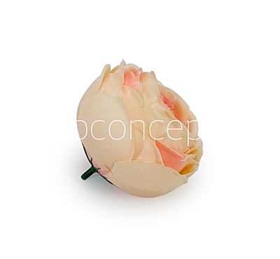 Peach Shaded Peony