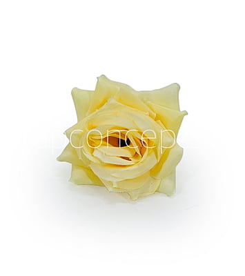 Corn Small Diamond Rose Corn Small Diamond Rose