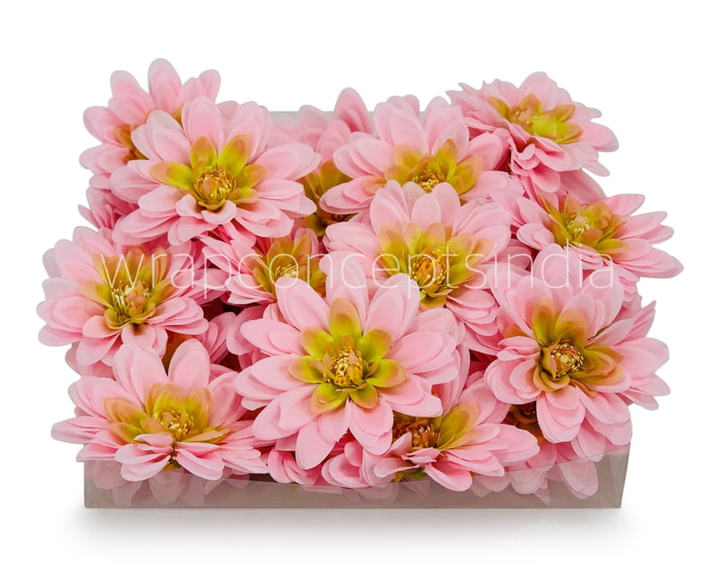 Candy Pink Shaded Dahlias Candy Pink Shaded Dahlias