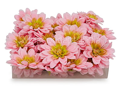 Candy Pink Shaded Dahlias Candy Pink Shaded Dahlias