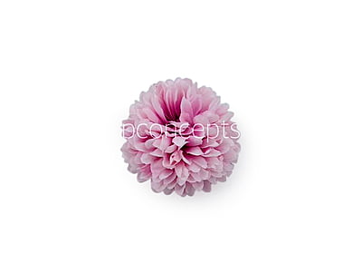 Carnation - Lilac