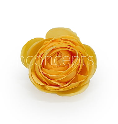 Sunrise Peony Sunrise Peony