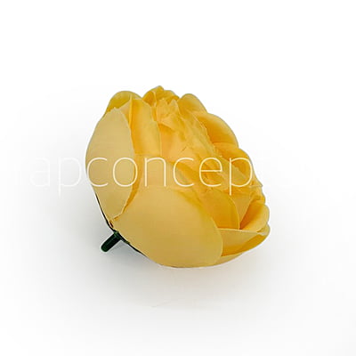 Sunrise Peony Sunrise Peony