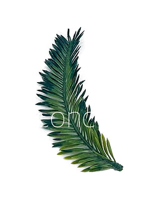 Long Palm Leaves