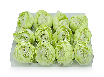 Peony - Lime Green