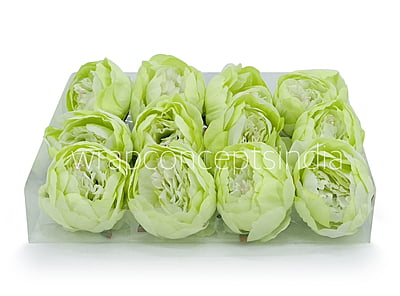 Peony - Lime Green Peony - Lime Green