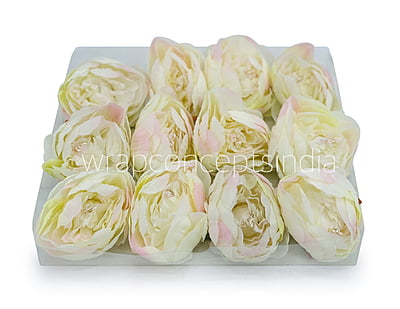 Peony - Ivory with hints of pink
