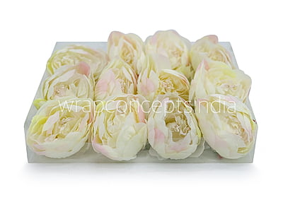 Peony - Ivory with hints of pink Peony - Ivory with hints of pink