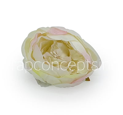 Peony - Ivory with hints of pink Peony - Ivory with hints of pink