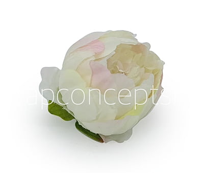 Peony - Ivory with hints of pink Peony - Ivory with hints of pink