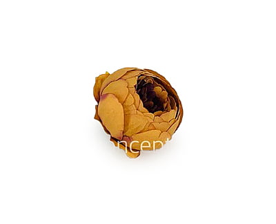 Peony - Tan