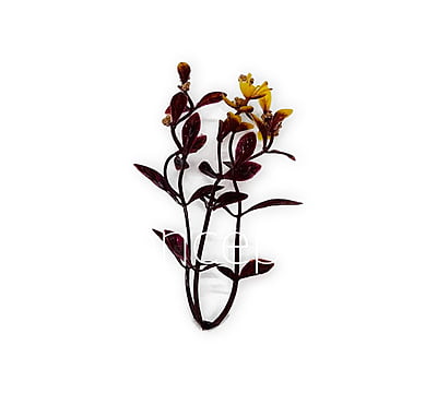 Brown & Yellow Shaded Trio Fern Brown & Yellow Shaded Trio Fern