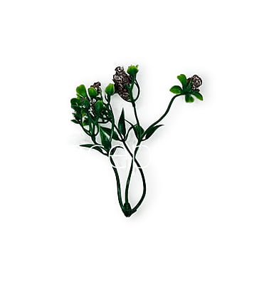 Coffee Trio Fern