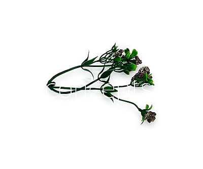 Coffee Trio Fern