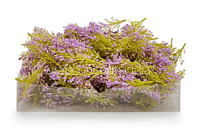 Lavender Sugar Pine Leaves Lavender Sugar Pine Leaves