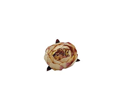 Peony - Cream with hints of Burgundy
