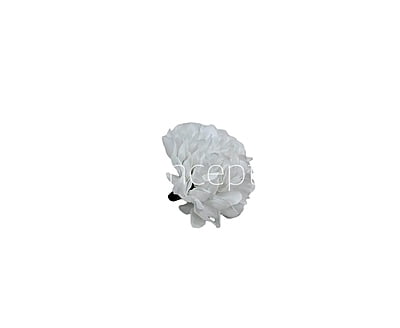 Small Carnation - White Small Carnation - White