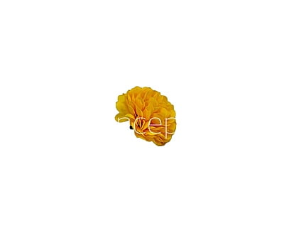Small Carnation-Yellow Small Carnation-Yellow